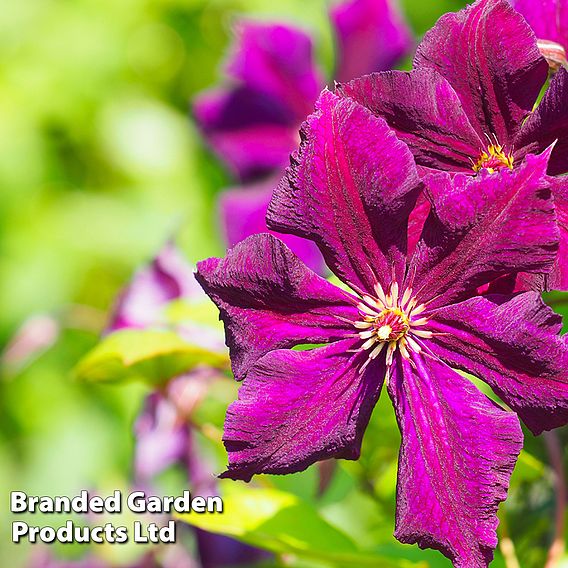 Clematis viticella 'Royal Velours'