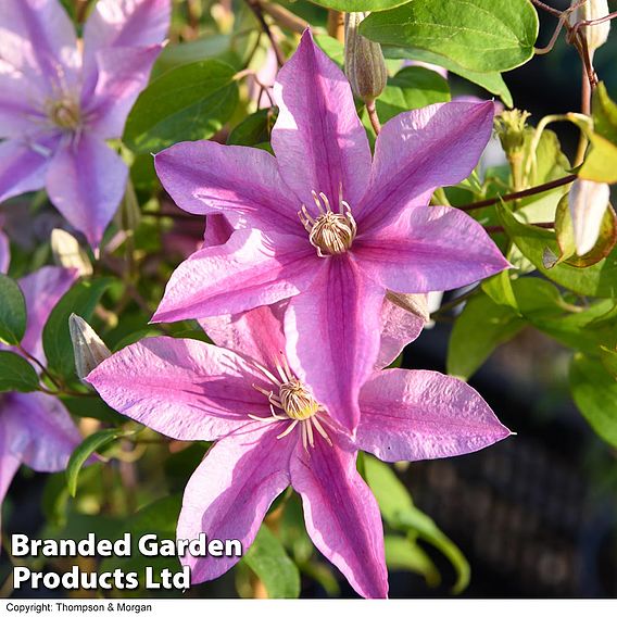 Clematis 'Sally'™ evipo077