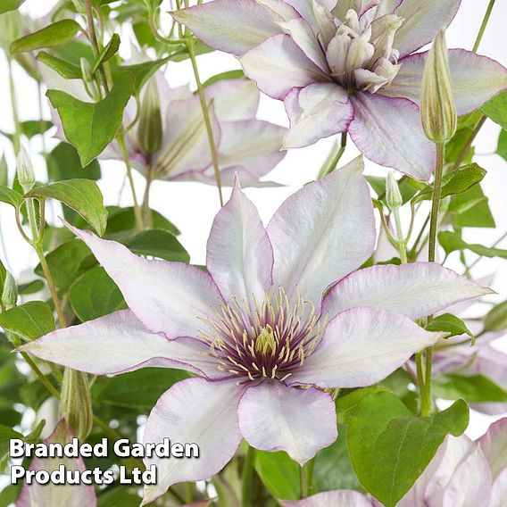 Clematis 'Samaritan Jo'™ evipo075