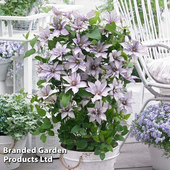 Clematis 'Samaritan Jo'™ evipo075