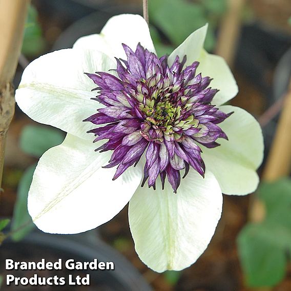 Clematis florida 'Sieboldii'