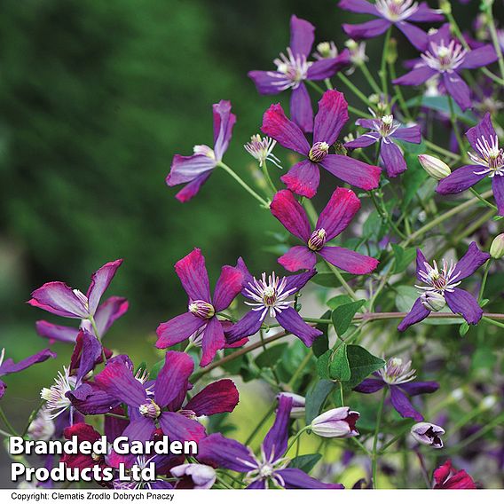 Clematis 'Sweet Summer Love'