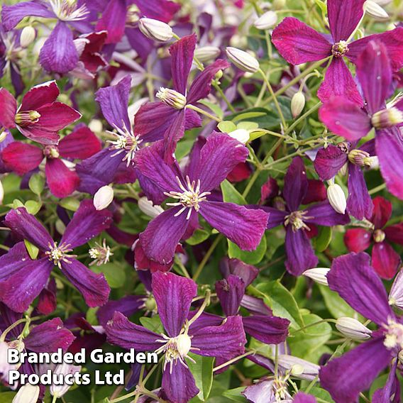 Clematis 'Sweet Summer Love'