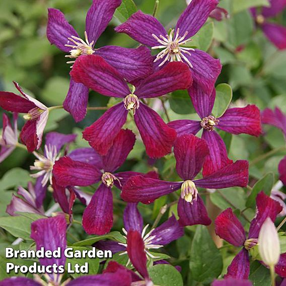 Clematis 'Sweet Summer Love'