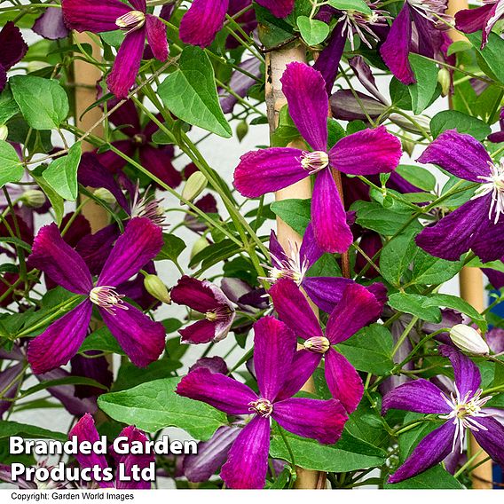 Clematis 'Sweet Summer Love'