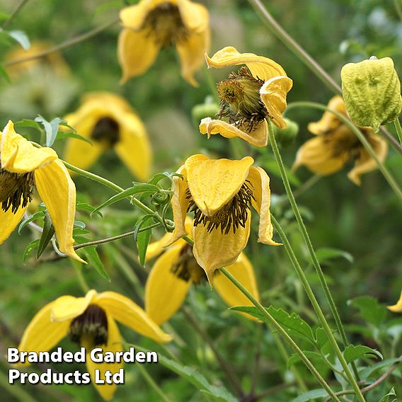 Clematis tangutica