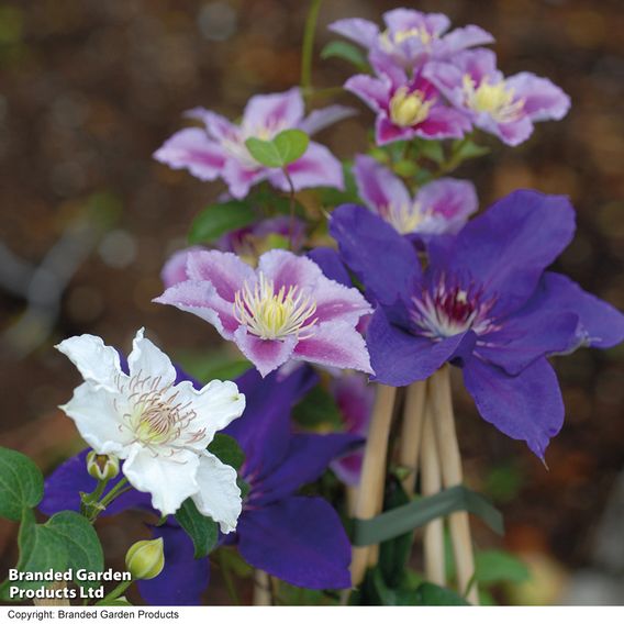 Nurseryman's Choice Climber Collection