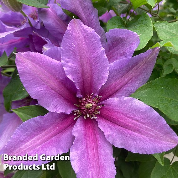 Clematis ‘Tumaini' (Evigsy151)