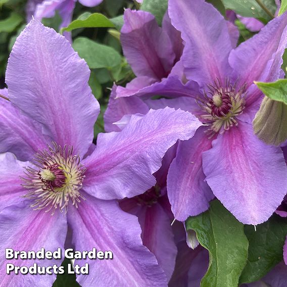 Clematis ‘Tumaini' (Evigsy151)