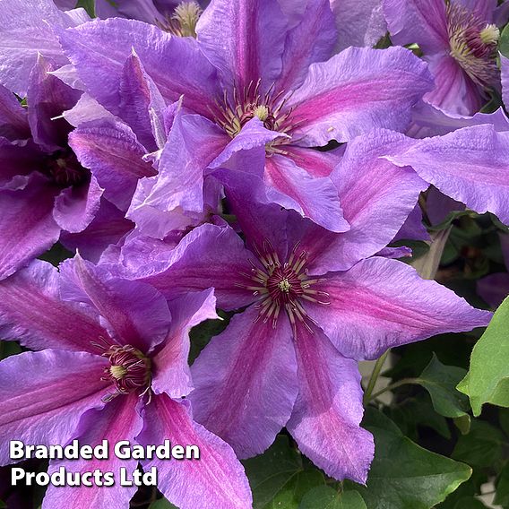 Clematis ‘Tumaini' (Evigsy151)