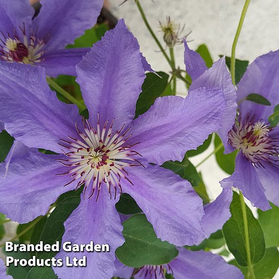 Clematis ‘Tumaini' (Evigsy151)