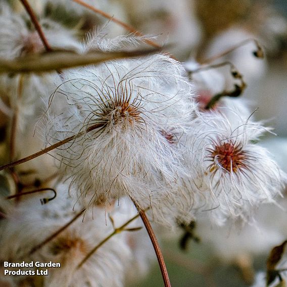 Clematis Vitalba