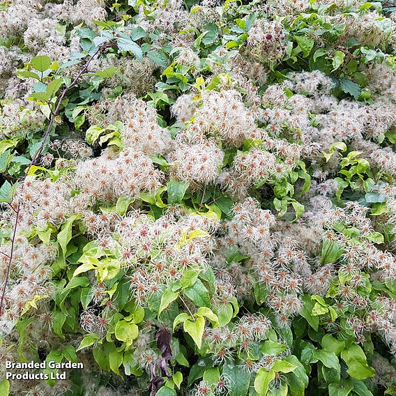 Clematis Vitalba