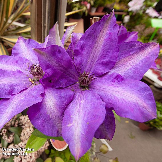 Clematis 'Xerxes'