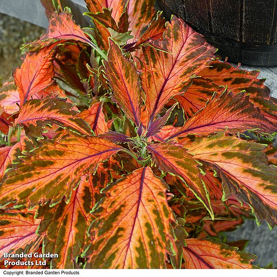 Coleus Premium 'Sun Coral Candy'