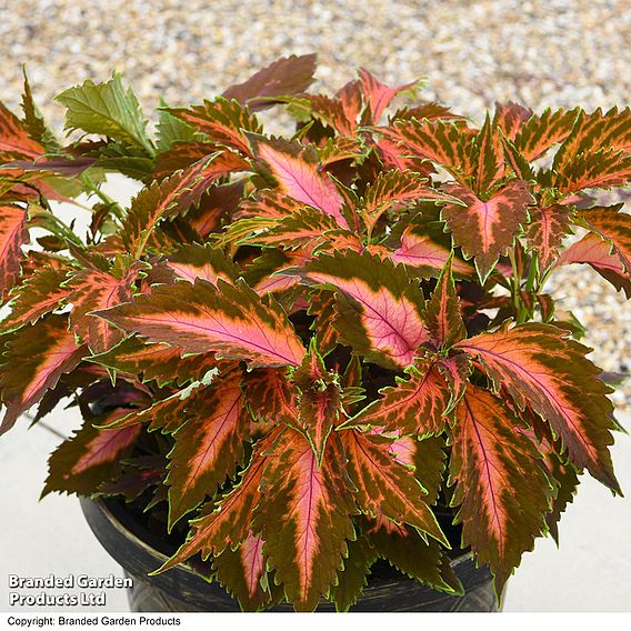 Coleus Premium 'Sun Coral Candy'