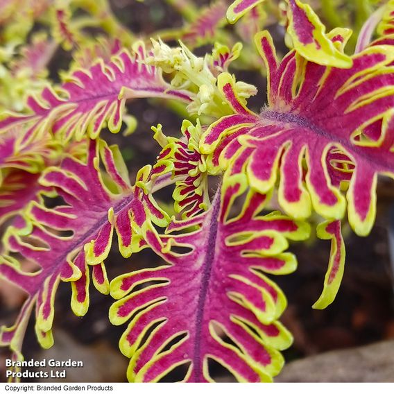 Coleus 'Skeletal'