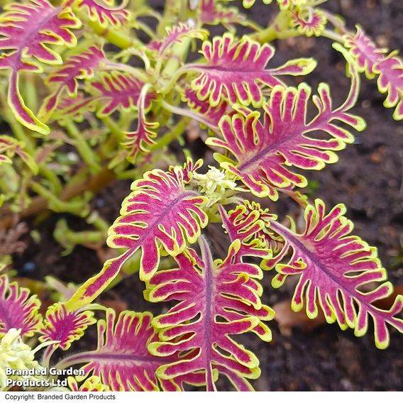 Coleus 'Skeletal'