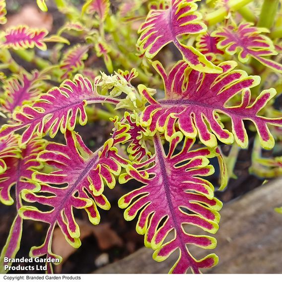 Coleus 'Skeletal'