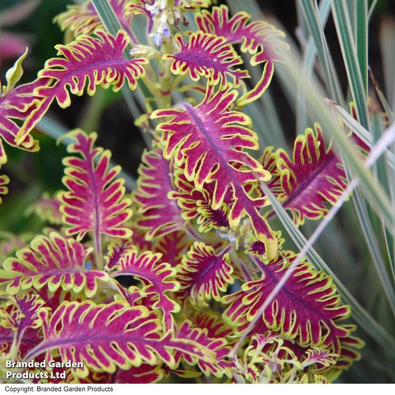 Coleus 'Skeletal'