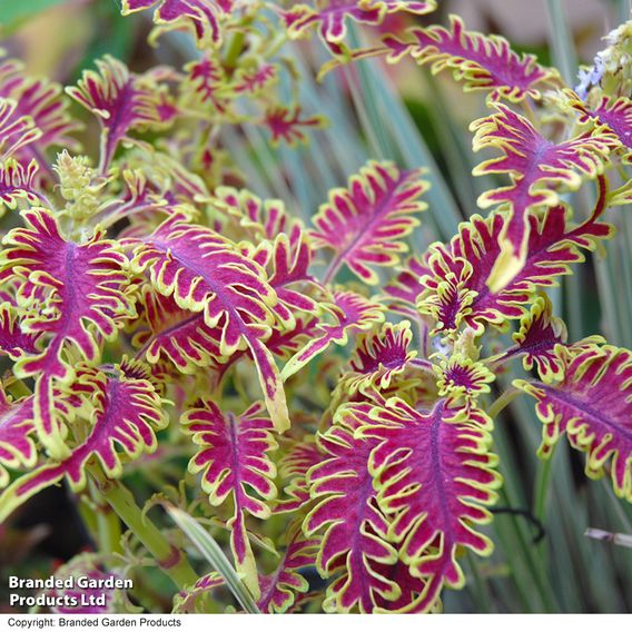 Coleus 'Skeletal'