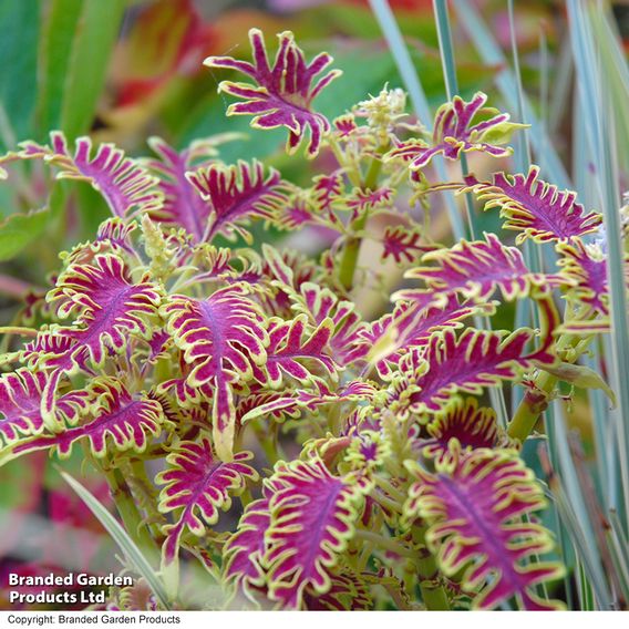 Coleus 'Skeletal'