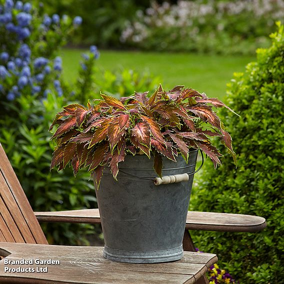 Coleus Premium 'Sun Coral Candy'