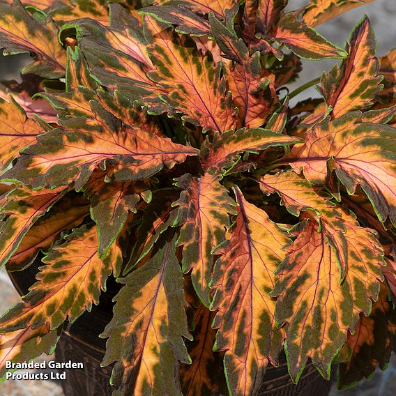 Coleus Premium 'Sun Coral Candy'