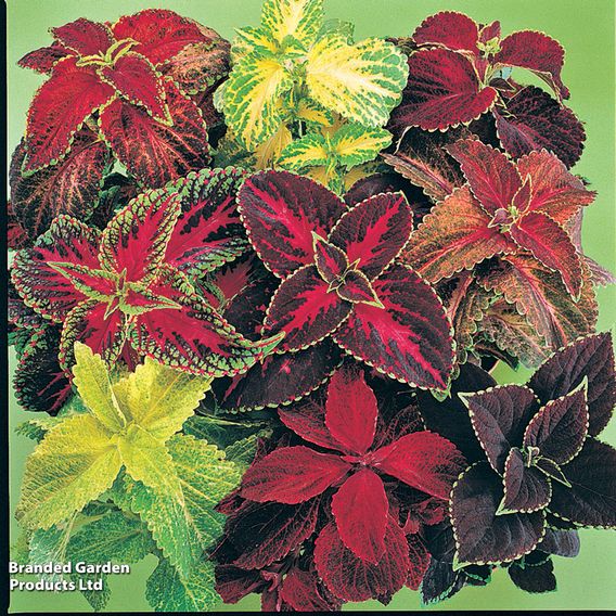 Coleus 'Wizard Mix'