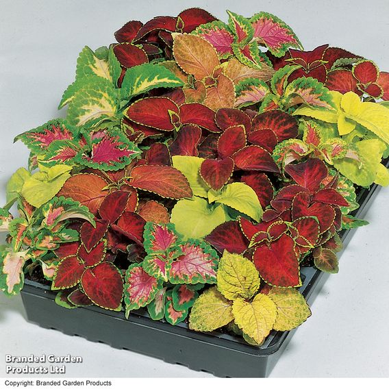 Coleus 'Wizard Mix'