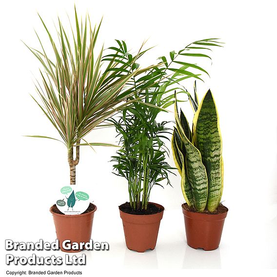 Clean Air Houseplant Collection