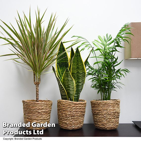 Clean Air Houseplant Collection