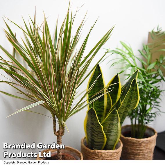 Clean Air Houseplant Collection