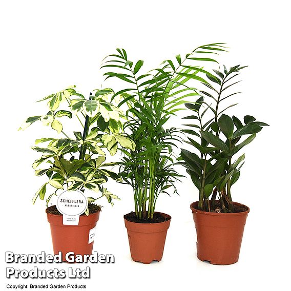 Modern Home House Plant Collection