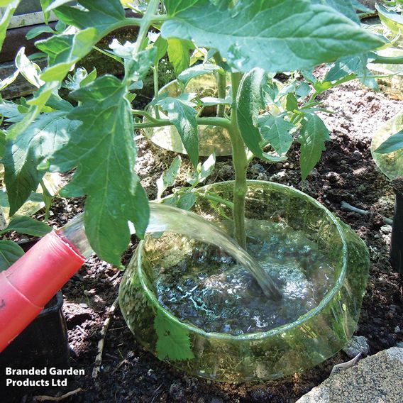 Garden Grow Snail Collar