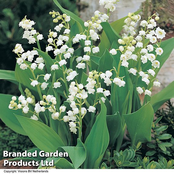 Lily of the Valley (White)