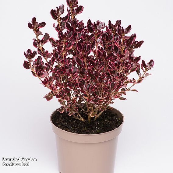 Coprosma repens 'Eclipse'