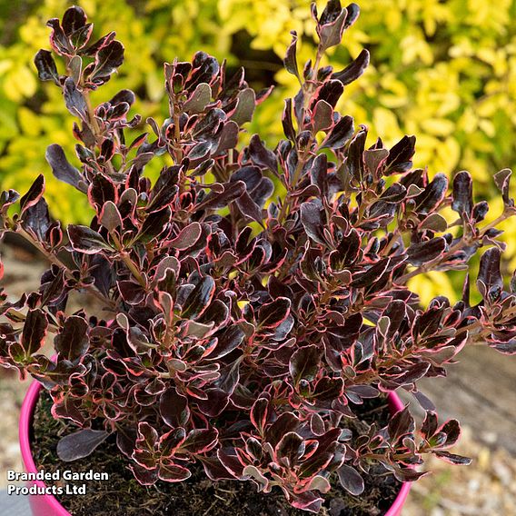 Coprosma repens 'Eclipse'