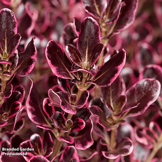 Coprosma repens 'Eclipse'