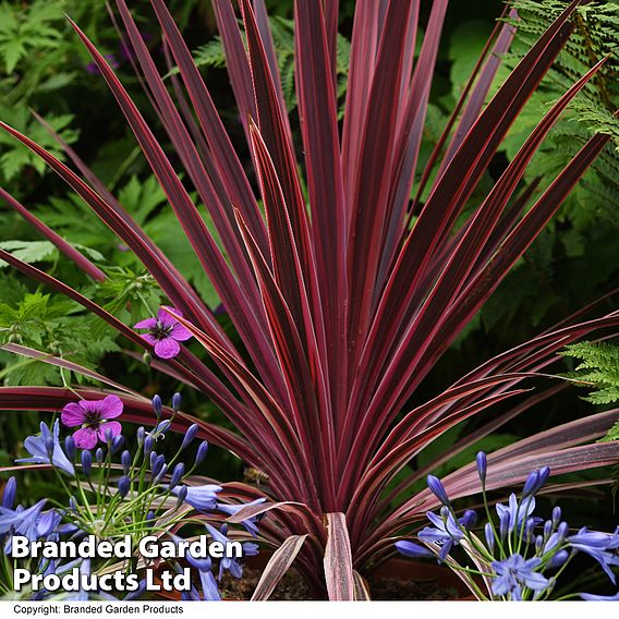 Cordyline 'Torbay Red'