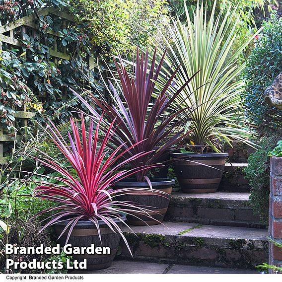 Cordyline Trio