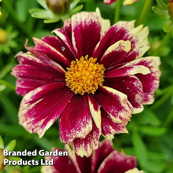 Coreopsis 'Solar Fancy'