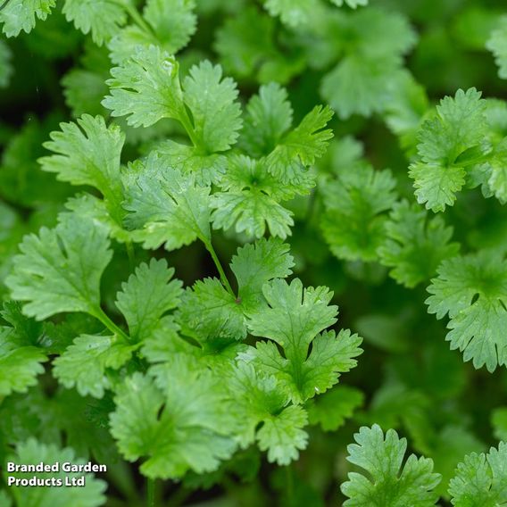 Herb 'Coriander Cilantro' (Organic) - Seeds