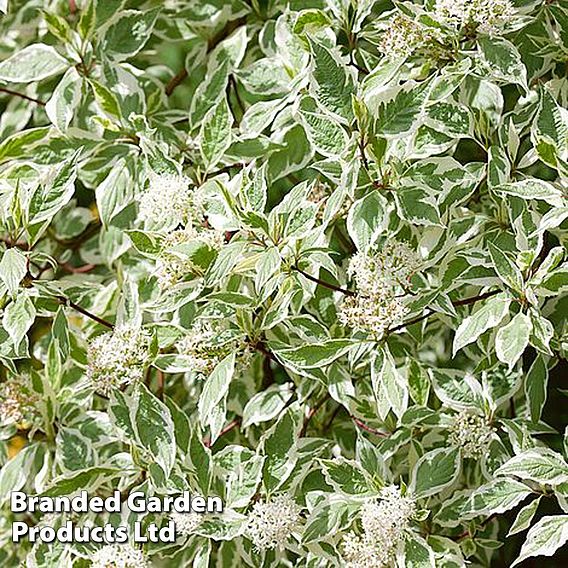 Cornus alba 'Elegantissima' (Hedging)