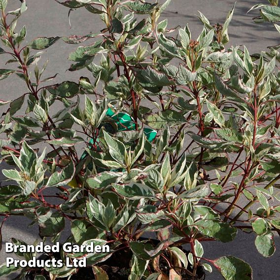 Cornus alba 'Elegantissima' (Hedging)