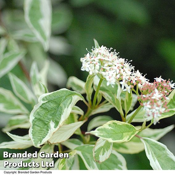 Cornus alba 'Elegantissima' (Hedging)