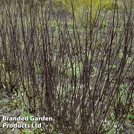 Cornus alba 'Kesselringii'