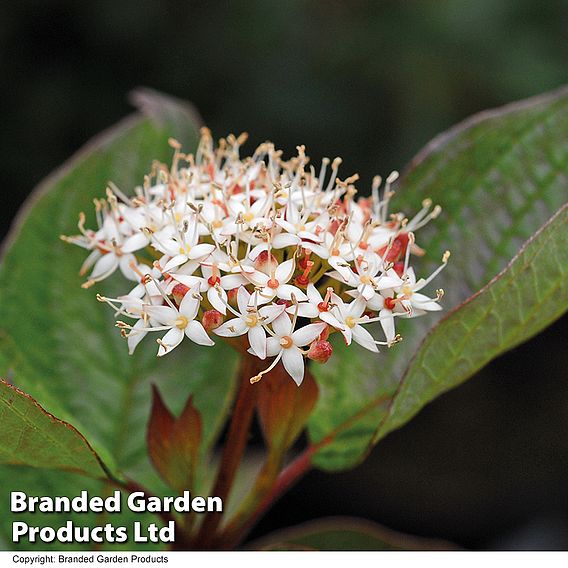 Cornus alba 'Kesselringii'