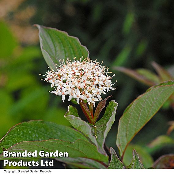 Cornus alba 'Kesselringii'