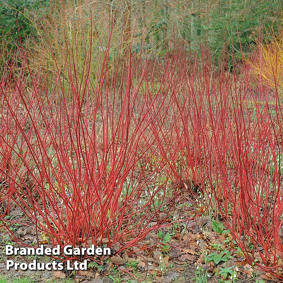 Cornus alba 'Sibirica'